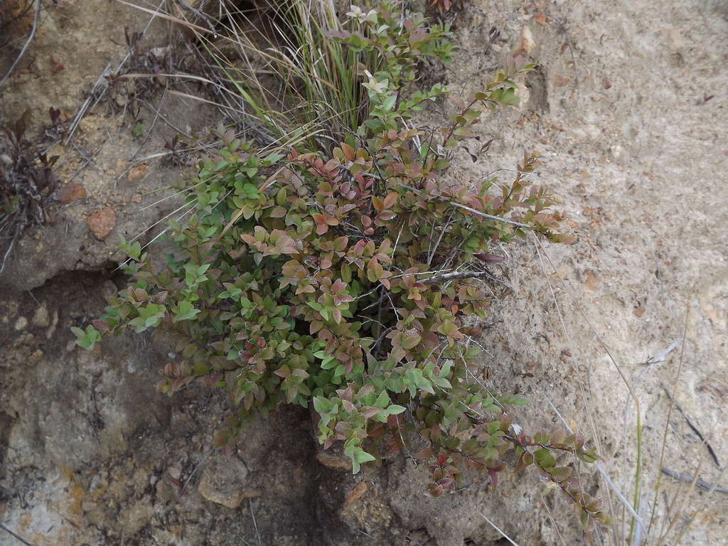 Vaccinium ovatum (California huckleberry), native California shrub