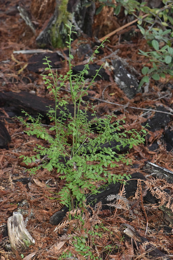 Vaccinium parvifolium (Red huckleberry), native California shrub