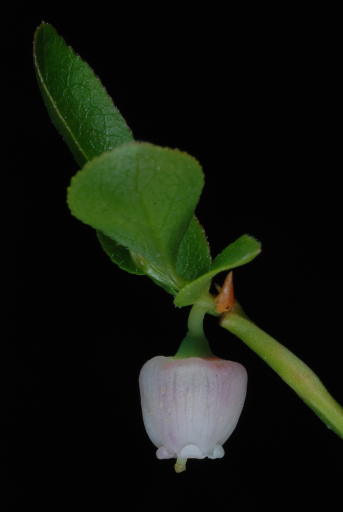 Vaccinium scoparium (Little-leaved huckleberry), native California shrub