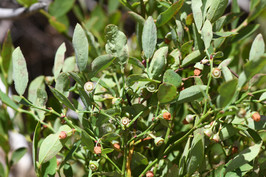 Vaccinium shastense, native California shrub