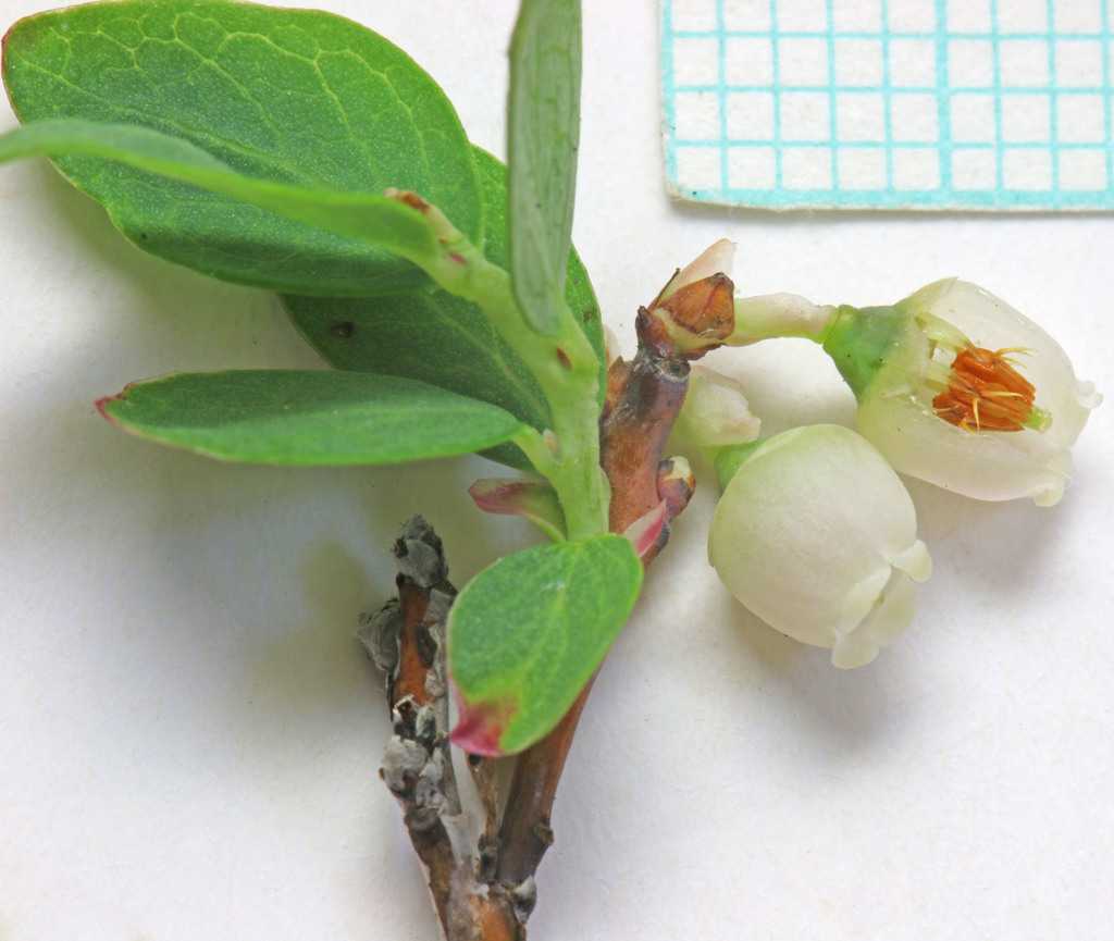 Vaccinium uliginosum subsp. occidentale (Western blueberry), native California shrub