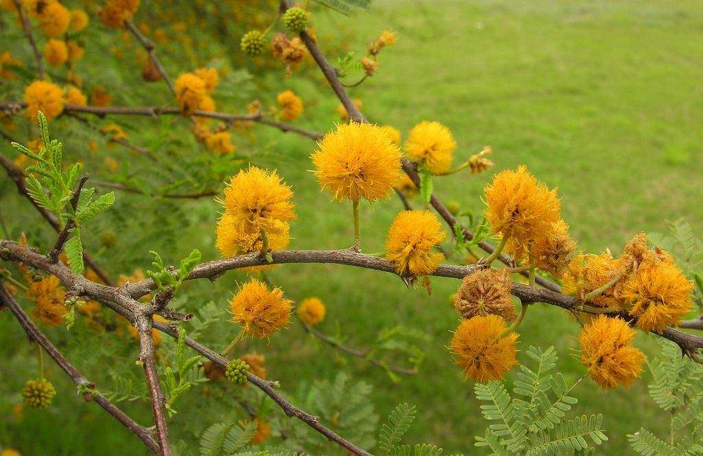 Vachellia farnesiana var. farnesiana (Sweet acacia), non-native California shrub