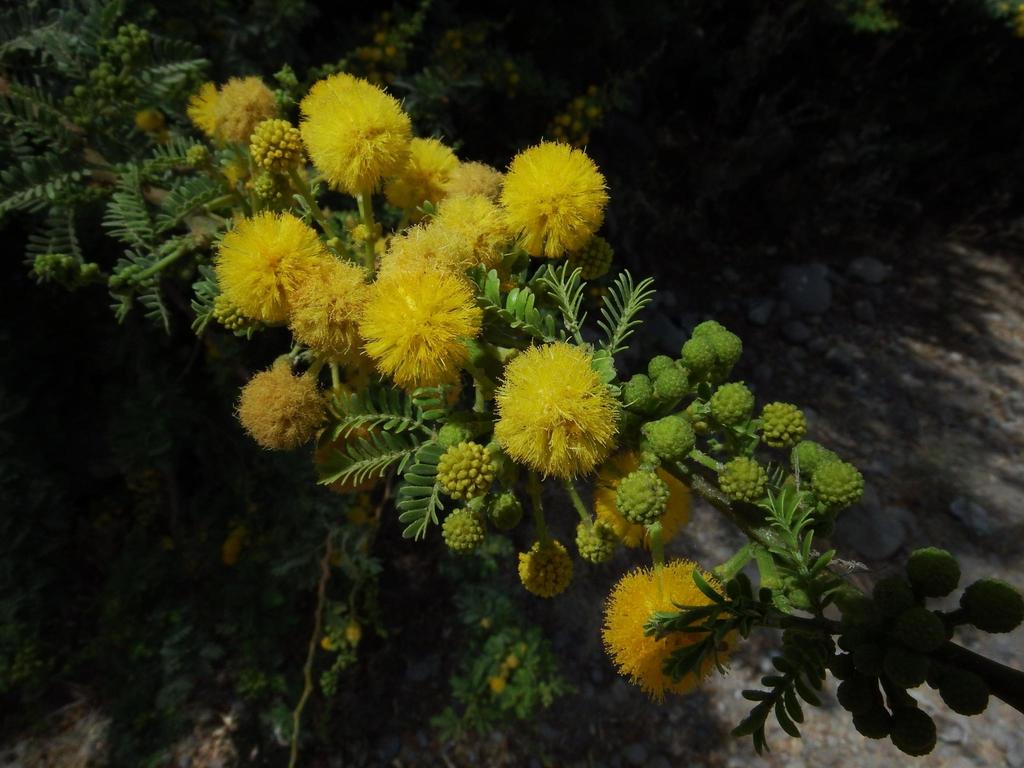 Vachellia sp., non-native California shrub