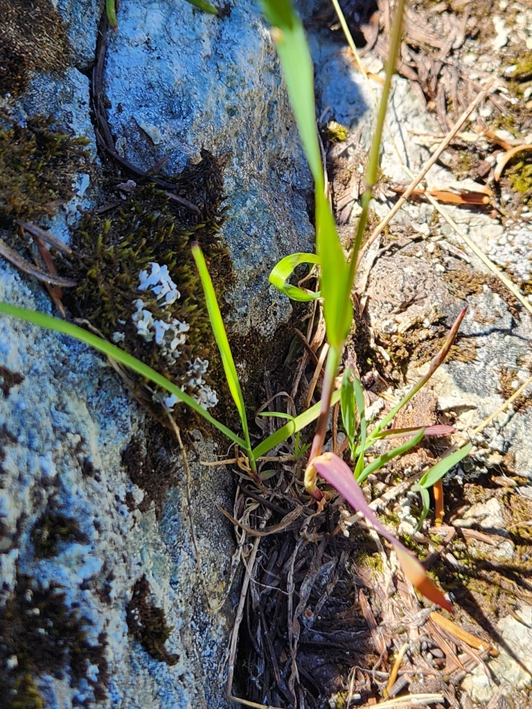 Vahlodea atropurpurea (Mountain hairgrass), native California grass