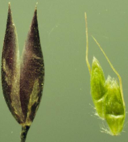 Vahlodea sp. (Mountain hair grass), native California perennial