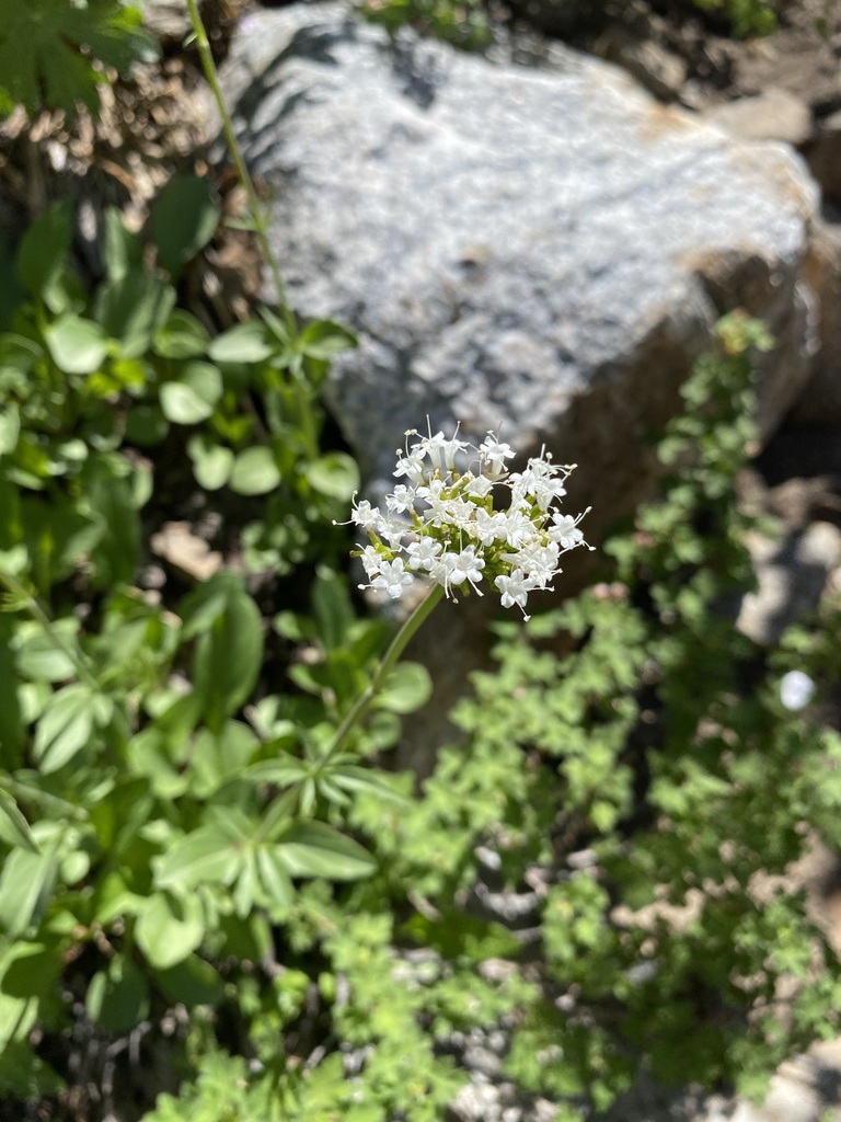 Valeriana californica (California valerian), native California herb