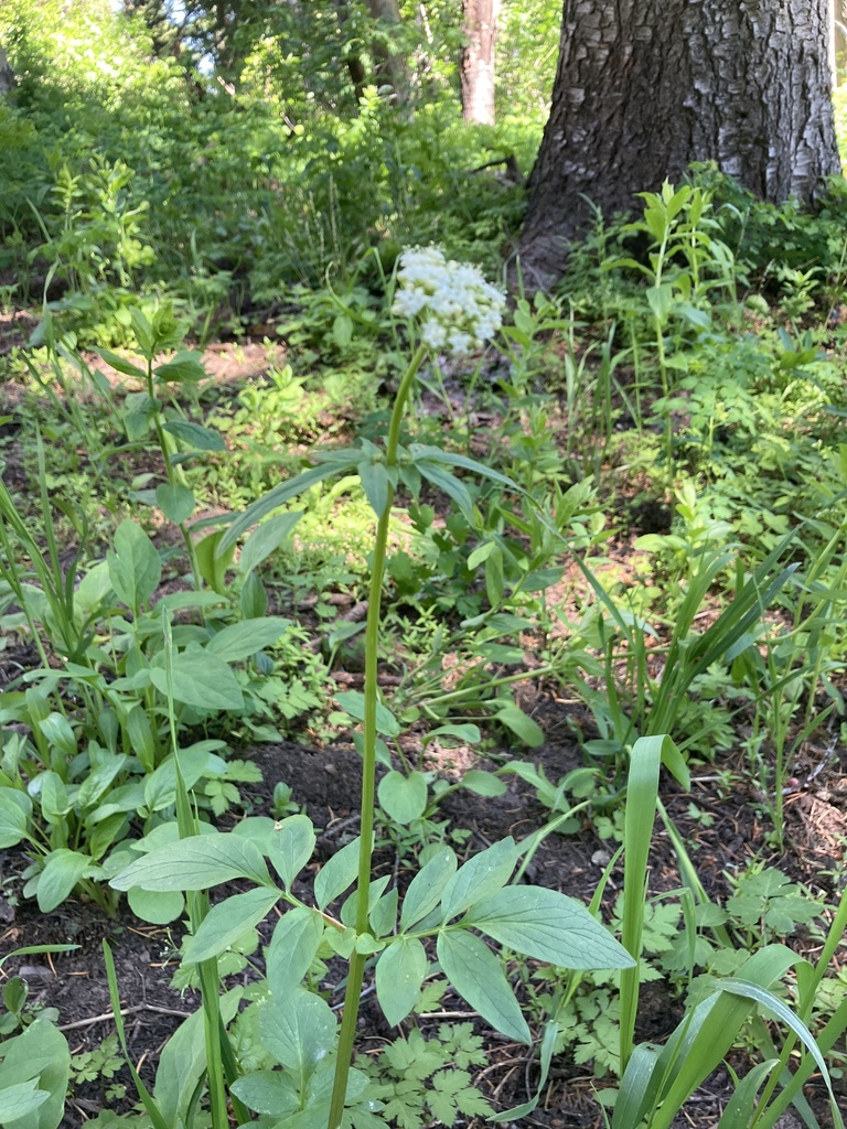 Valeriana occidentalis (Western valerian), native California herb