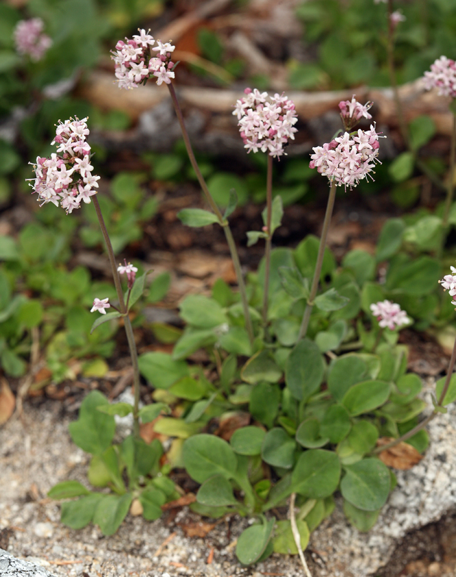Valeriana pubicarpa (Mountain valerian), native California perennial