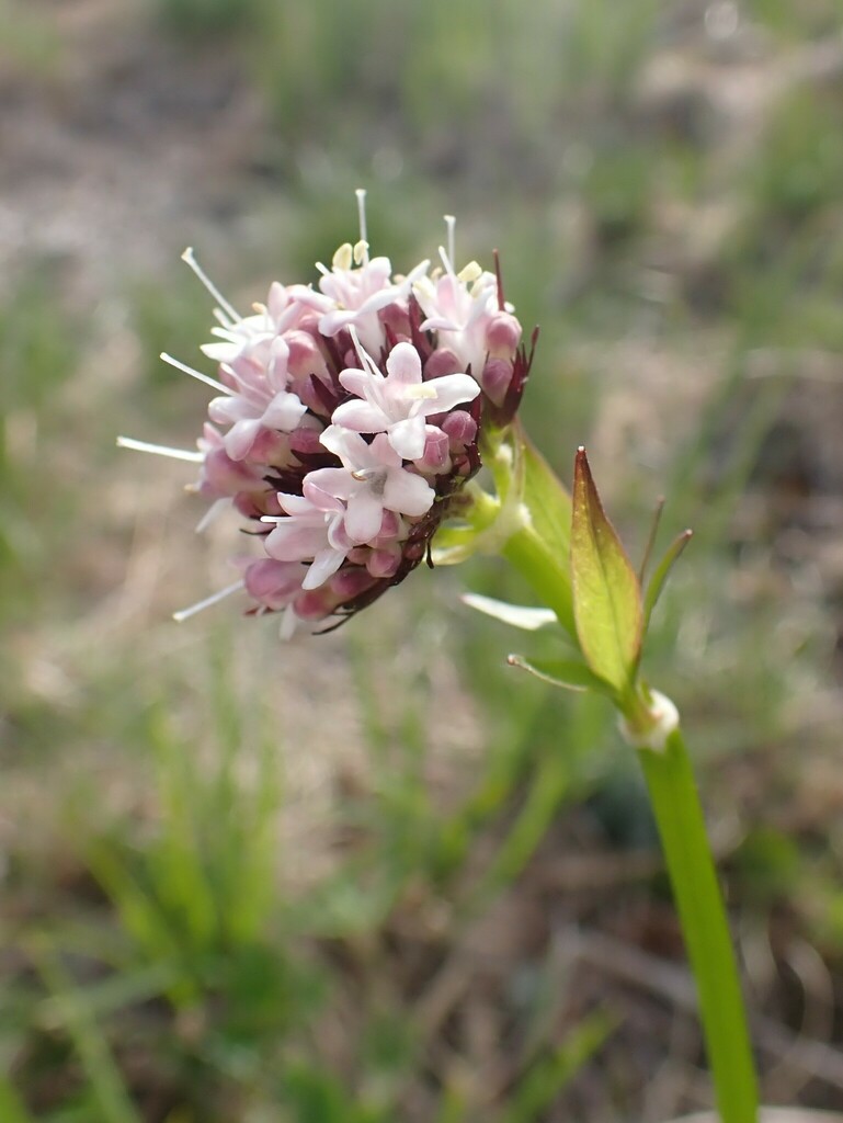 Valeriana sitchensis — parent species of Valeriana sitchensis subsp. sitchensis