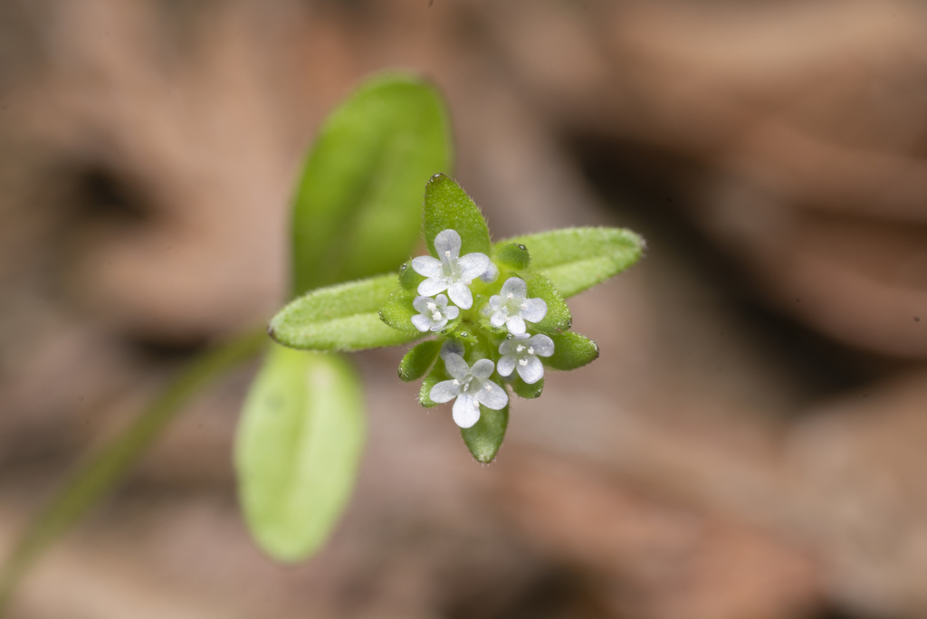 Valerianella carinata (Corn salad), non-native California herb