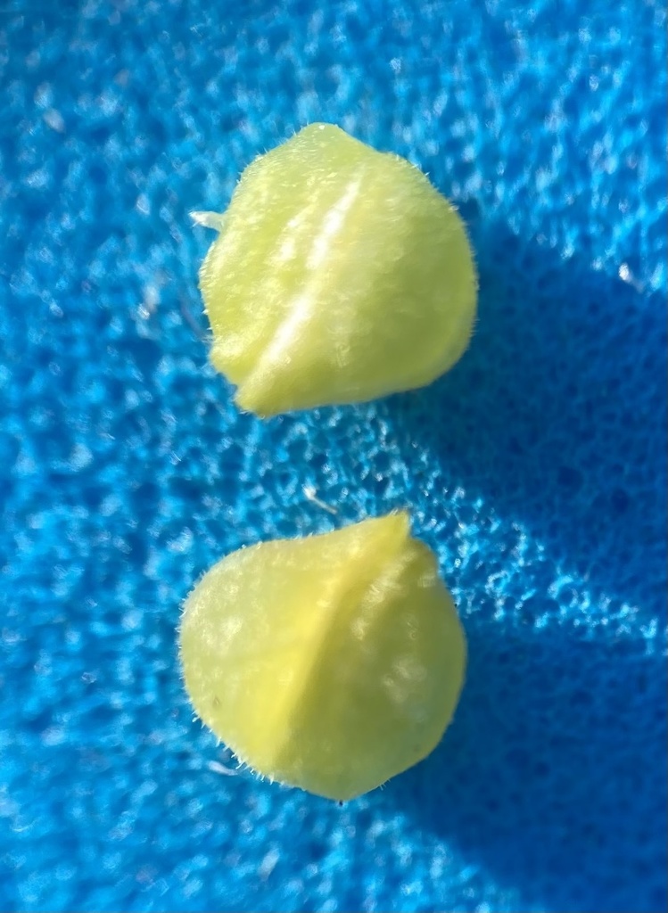 Valerianella locusta (Corn salad), non-native California herb