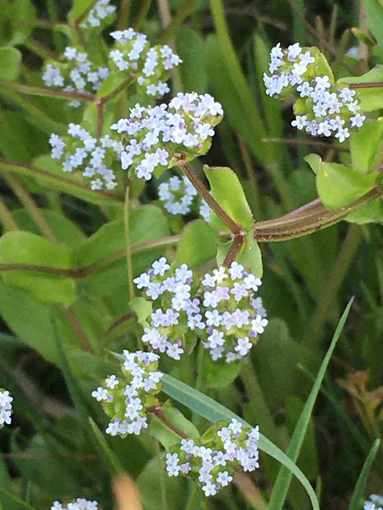 Valerianella sp. (Corn salad), non-native California annual