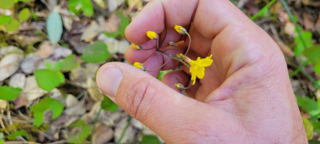 Vancouveria chrysantha (Siskiyou inside-out-flower), native California herb