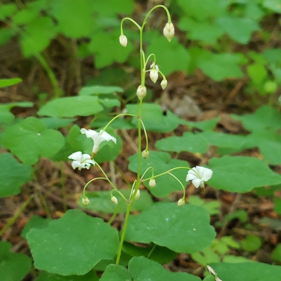 Vancouveria hexandra (Deciduous vancouvaria), native California herb
