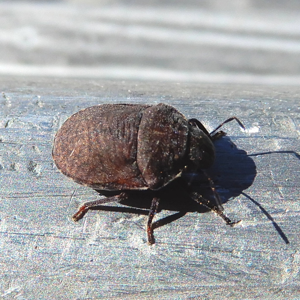 Vanduzeeina borealis californica (California shield-backed bug), California species
