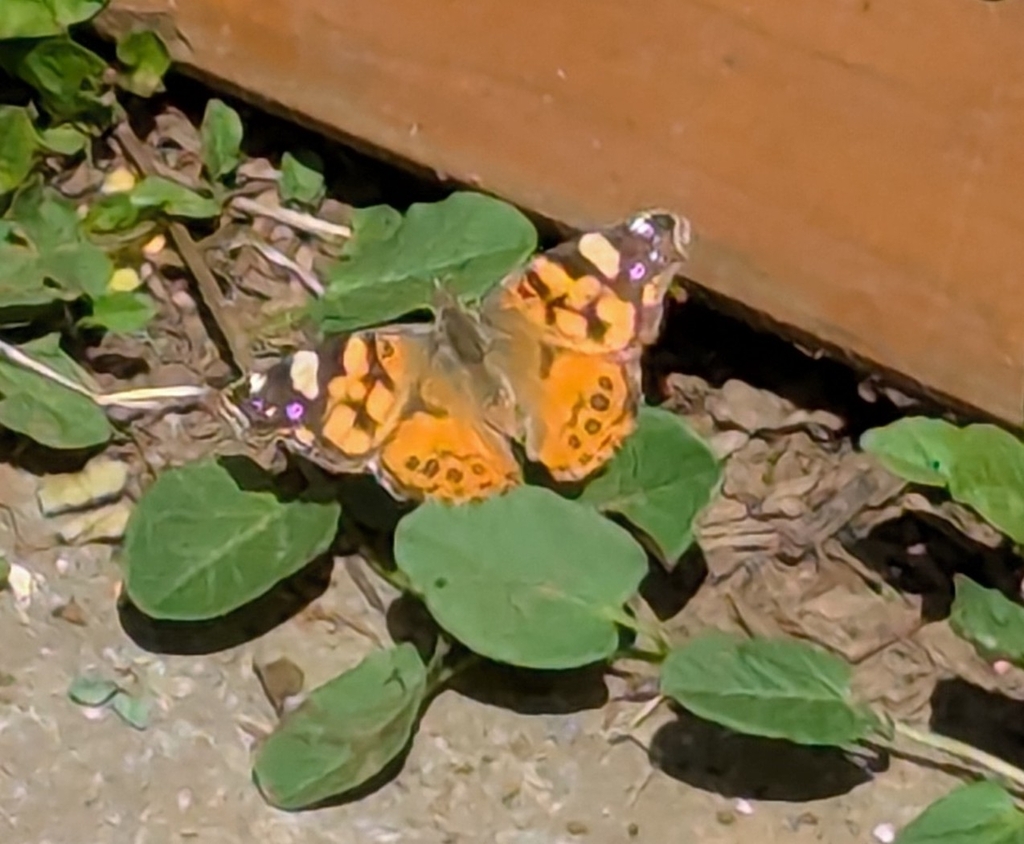 Vanessa annabella (West Coast Lady), California species