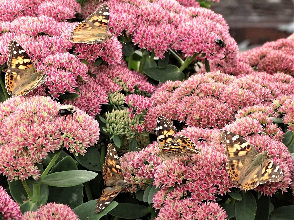 Vanessa cardui (Painted Lady), California species