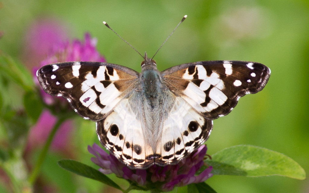 Vanessa virginiensis (American Lady), California species