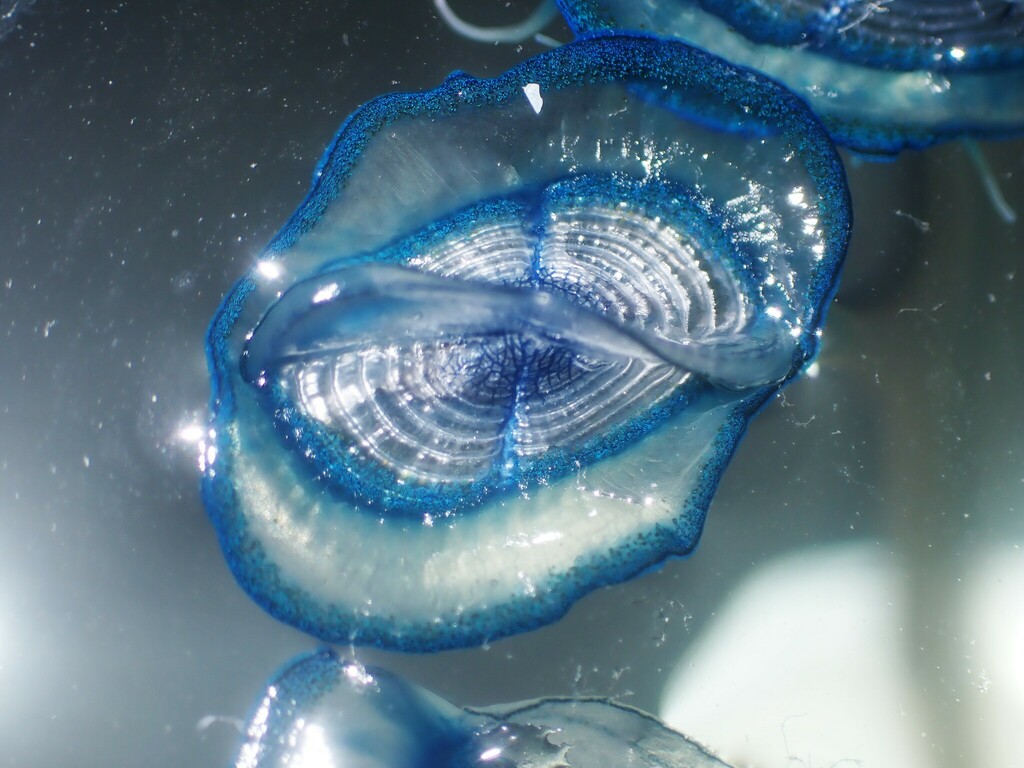 Velella velella (By-the-wind Sailor), California species