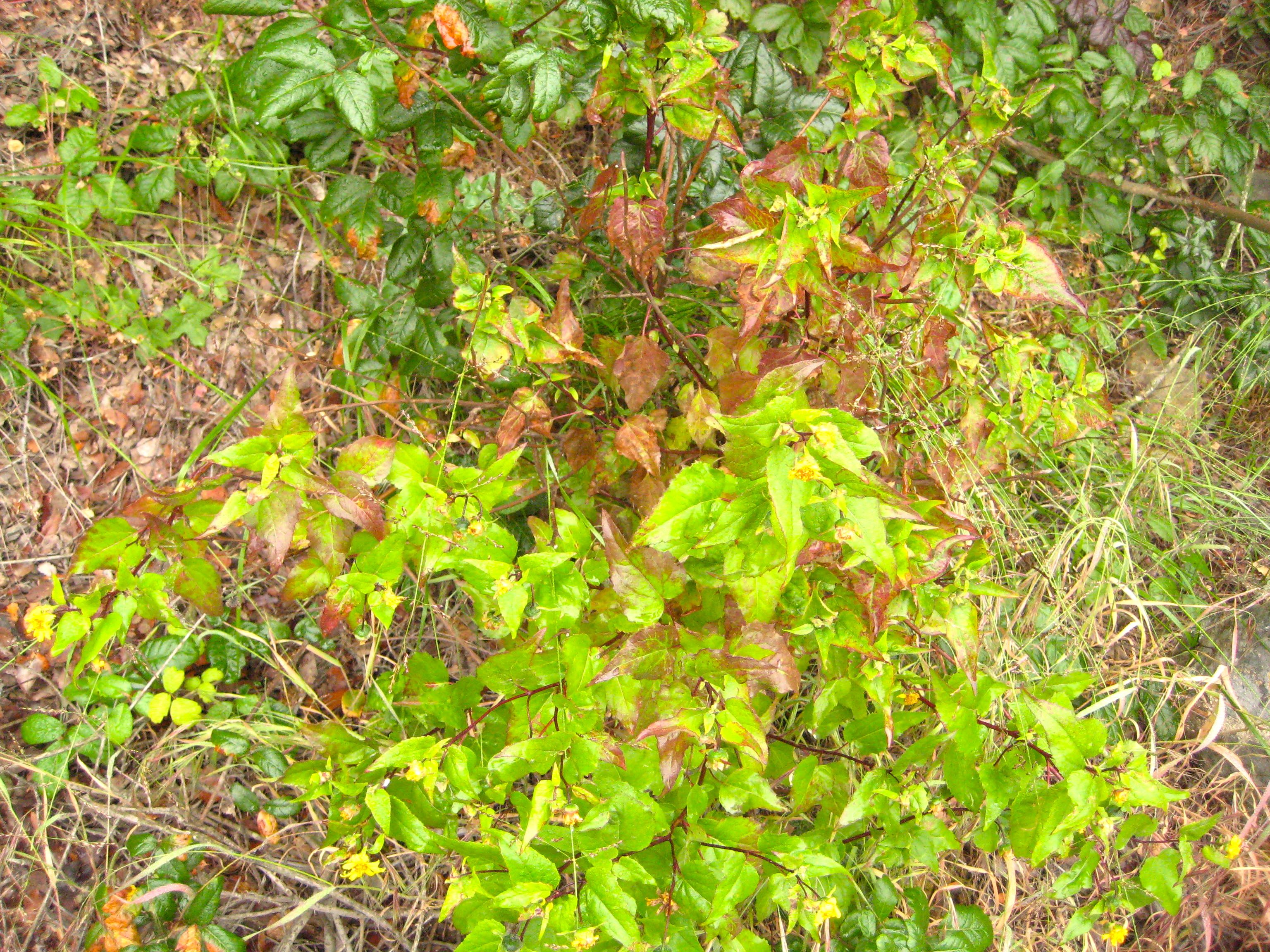 Venegasia carpesioides (Canyon sunflower), native California shrub