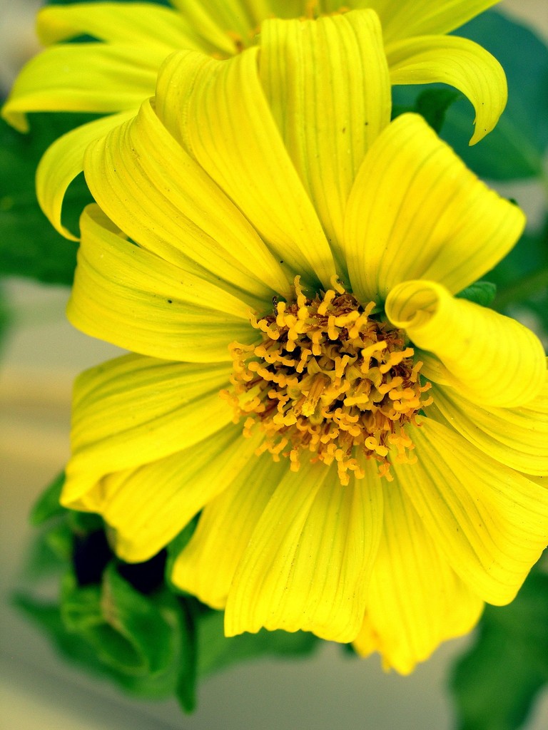 Venegasia sp. (Canyon-sunflower), native California annual