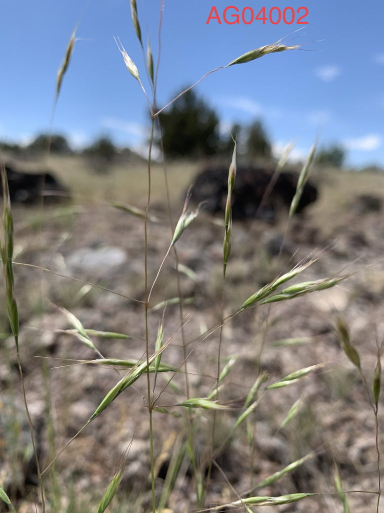 Ventenata dubia (North africa grass), non-native California grass