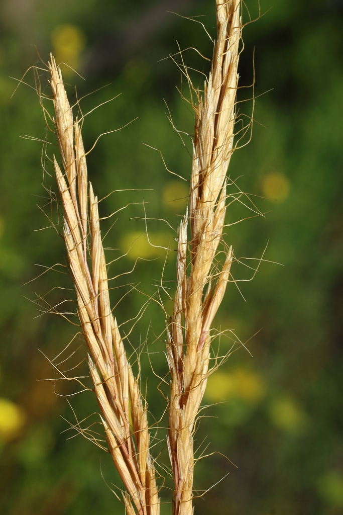 Ventenata sp., non-native California annual
