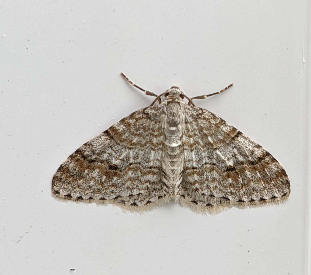Venusia cambrica (Welsh Wave), California species
