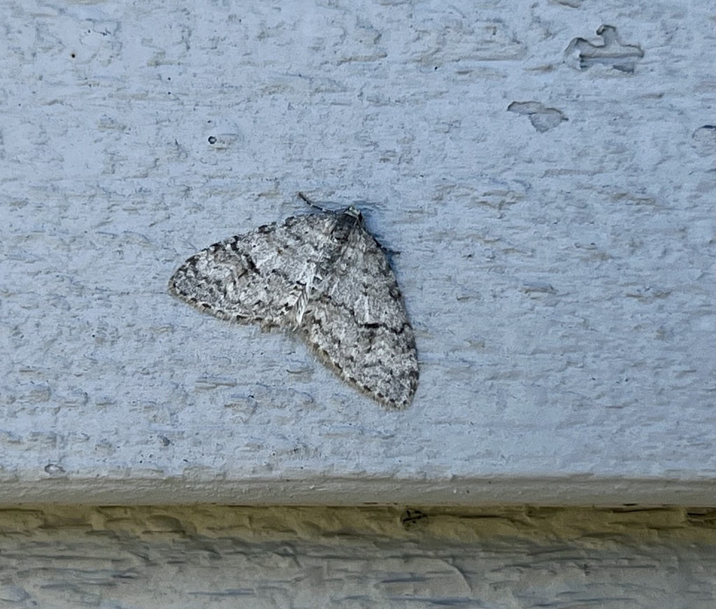 Venusia duodecemlineata, California species