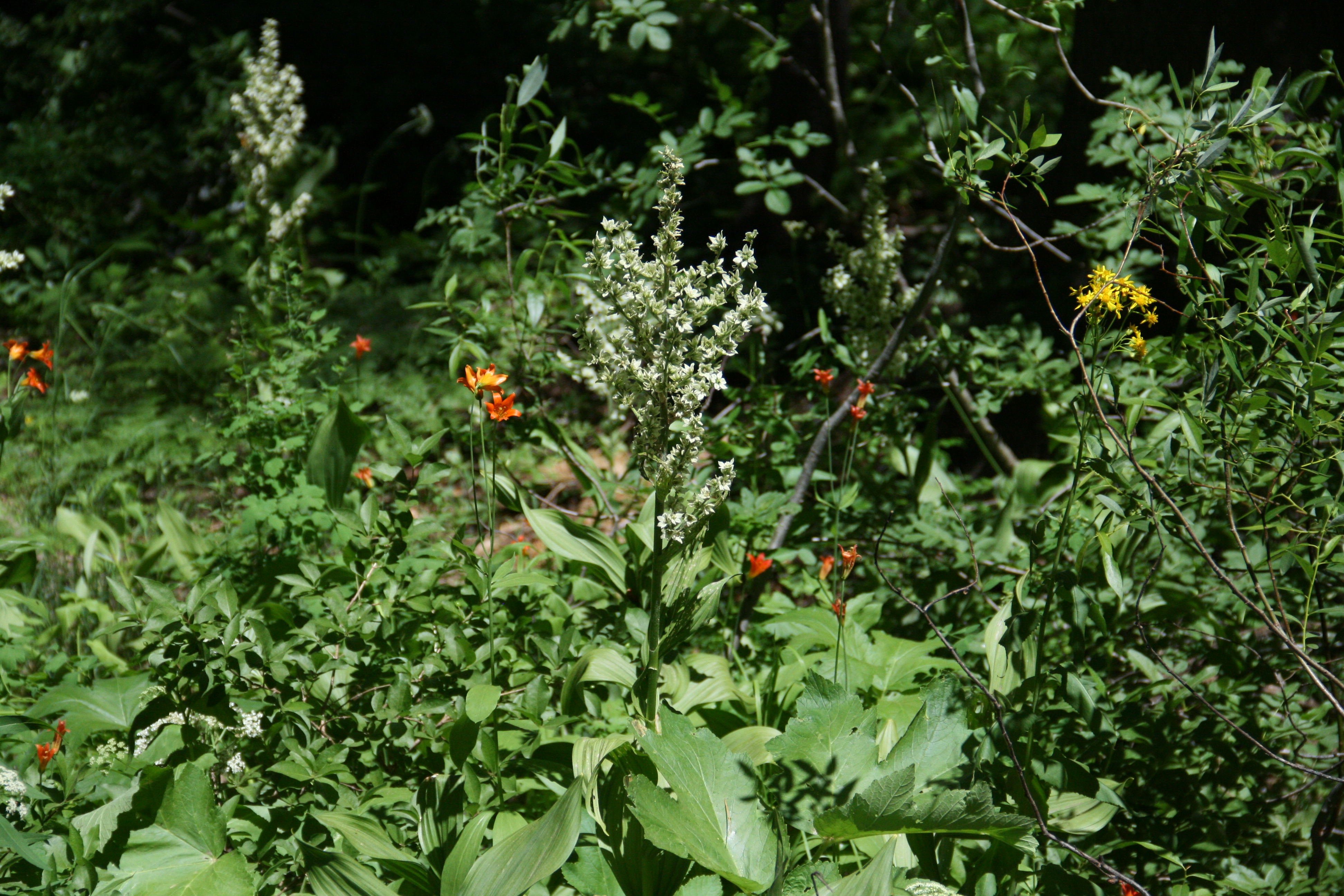 Veratrum californicum var. californicum (California corn lily), native California herb