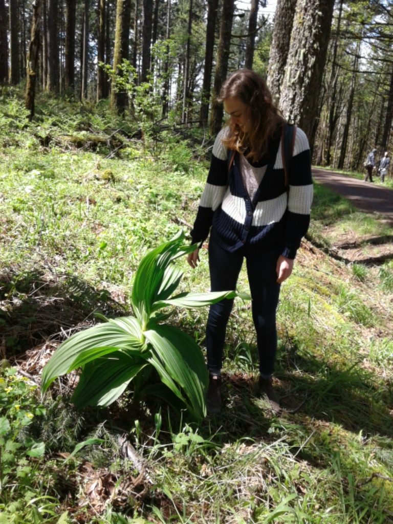 Veratrum insolitum (Siskiyou false-hellebore), native California herb