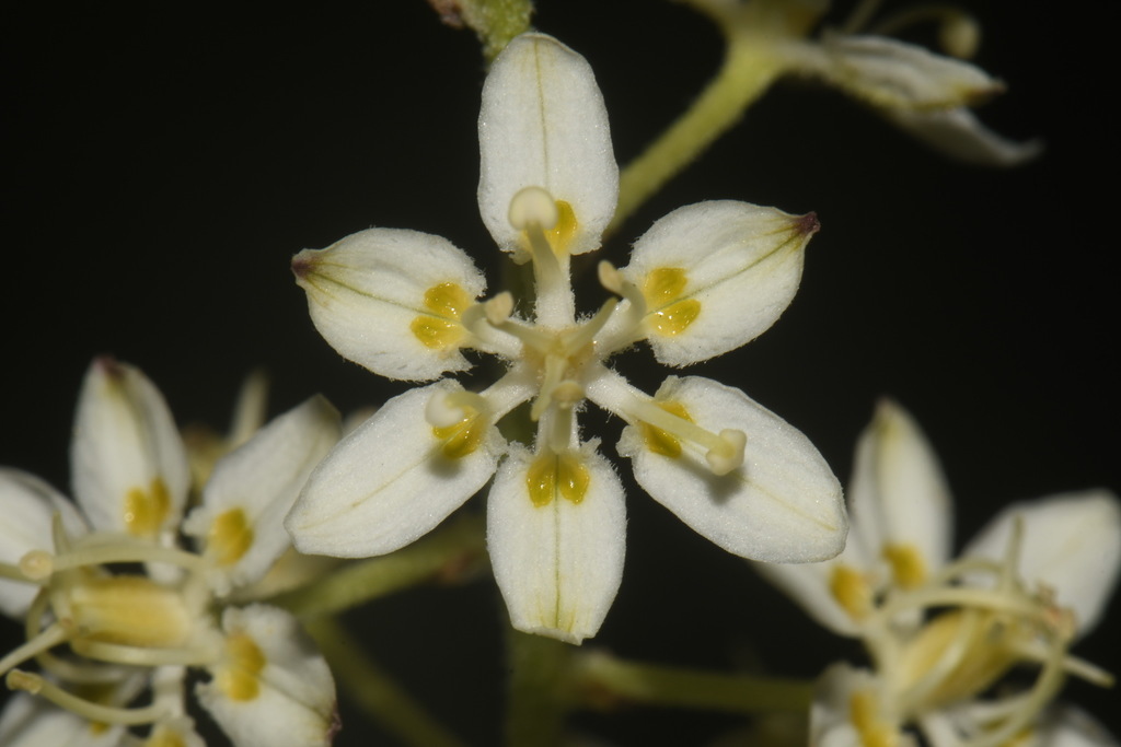 Veratrum sp. (Corn lily), native California perennial