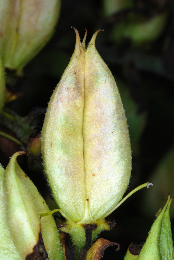 Veratrum viride (American false hellebore), native California herb