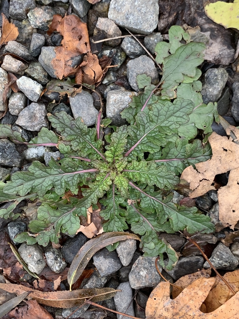 Verbascum blattaria (Moth mullein), non-native California herb