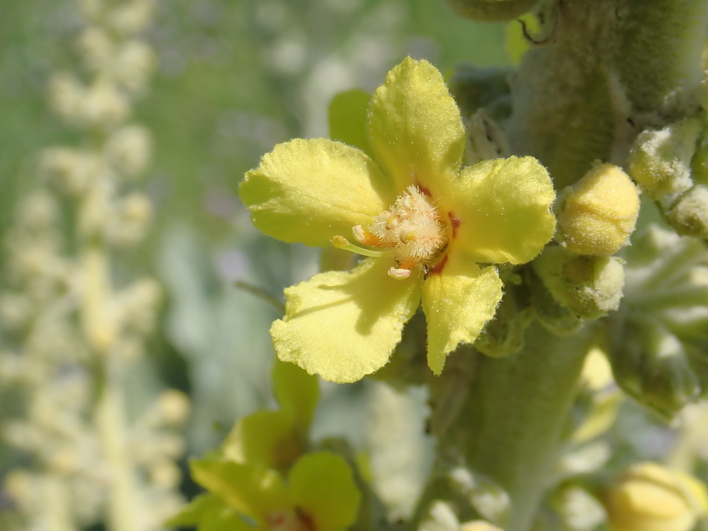 Verbascum bombyciferum (Giant silver mullein), non-native California annual