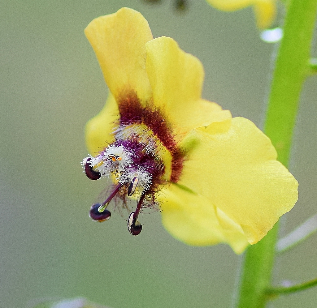 Verbascum sp. (Mullein), non-native California annual