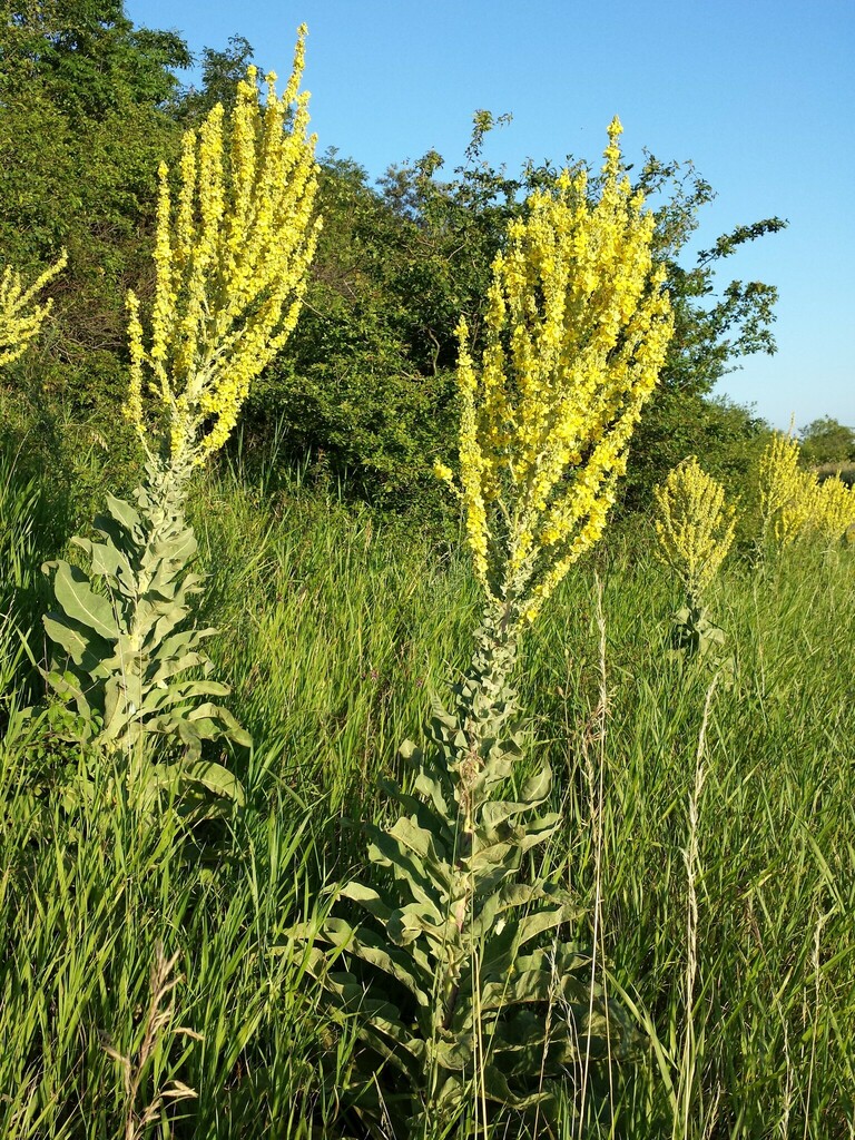 Verbascum speciosum (Showy mullein), non-native California herb