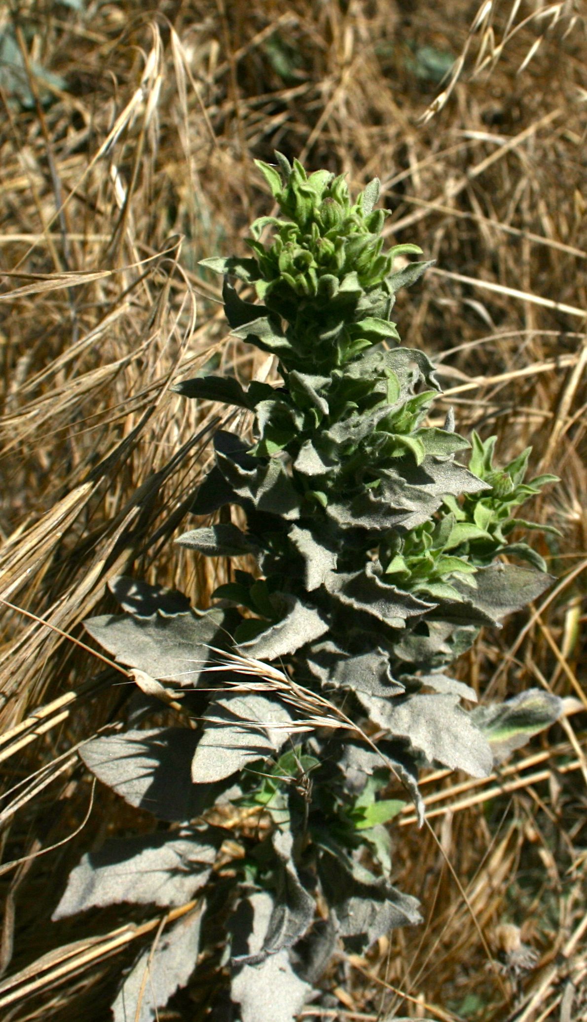 Verbascum thapsus (Woolly mullein), non-native California herb