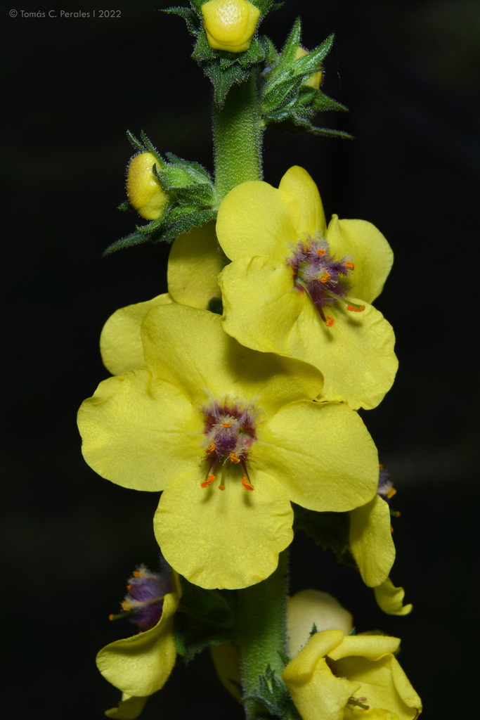 Verbascum virgatum (Wand mullein), non-native California herb