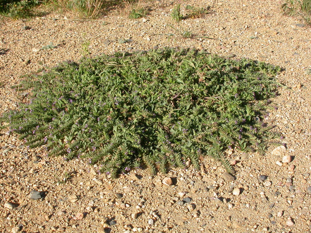 Verbena bracteata (Bigbract verbena), native California herb