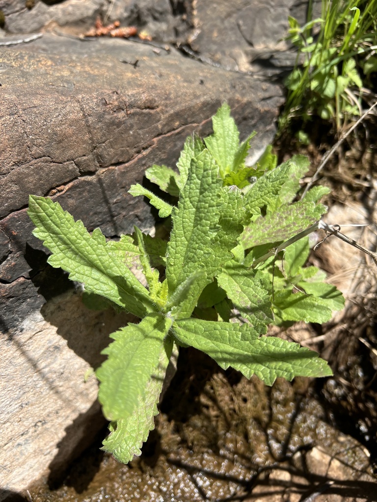 Verbena californica (Red hills vervain), native California herb