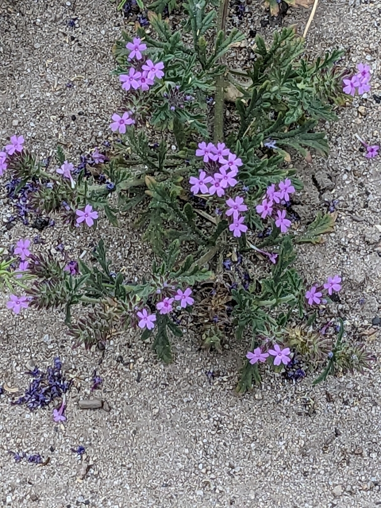 Verbena gooddingii (Southwestern mock vervain), native California herb