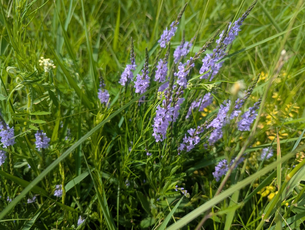 Verbena hastata (Blue vervain), native California herb