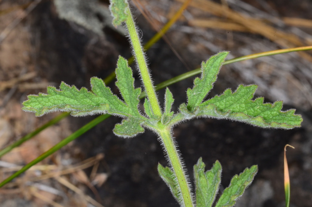 Verbena lasiostachys var. lasiostachys (Vervain), native California perennial