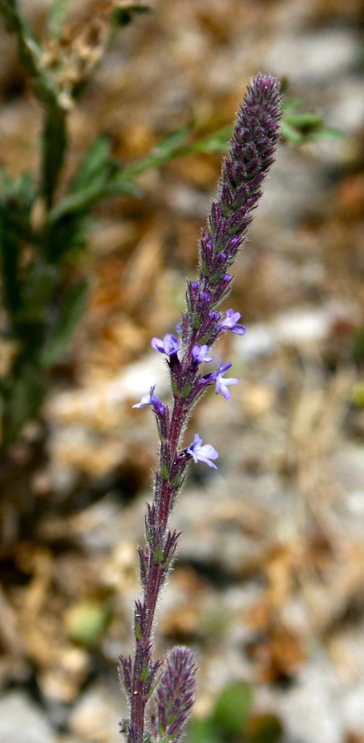 Verbena lasiostachys (Common verbena), native California herb