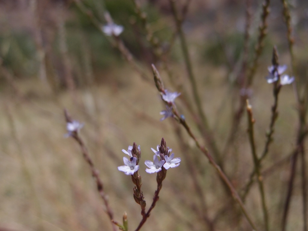Verbena menthifolia (Mint leafed vervain), native California herb