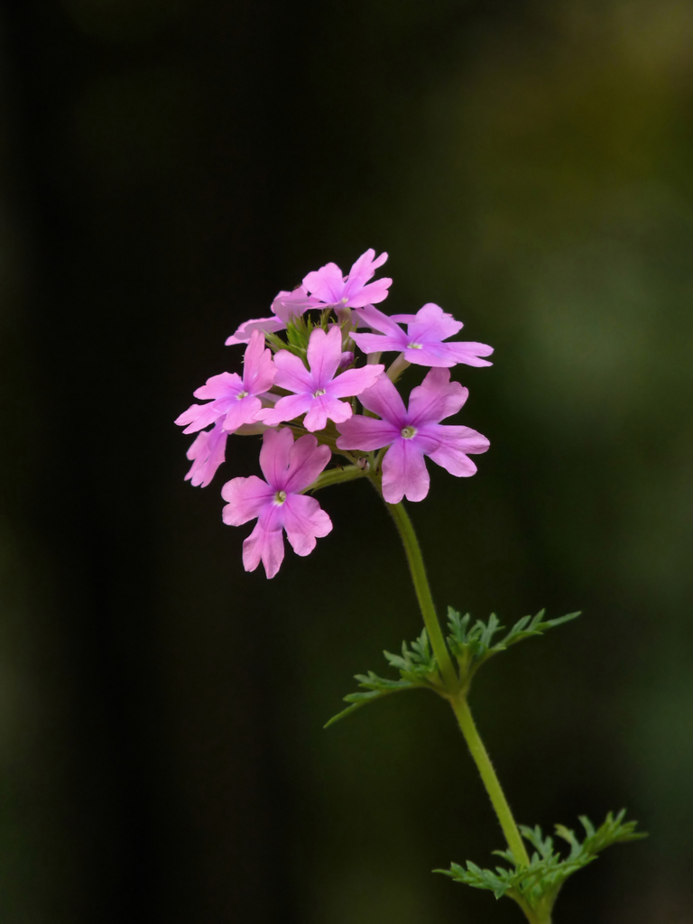 Verbena pulchella (South american mock vervain), non-native California perennial