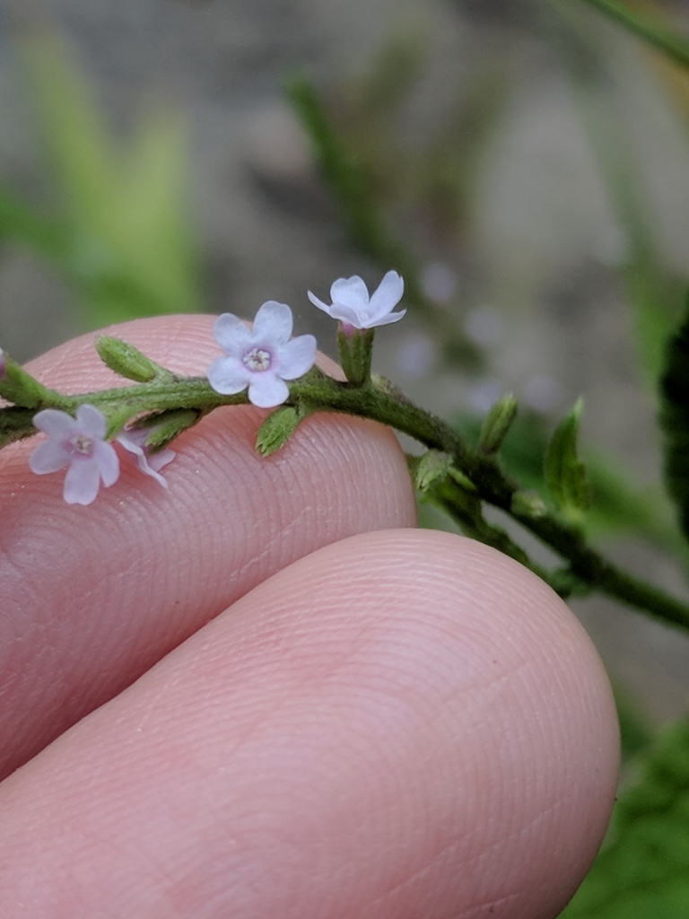 Verbena scabra (Rough vervain), native California subshrub