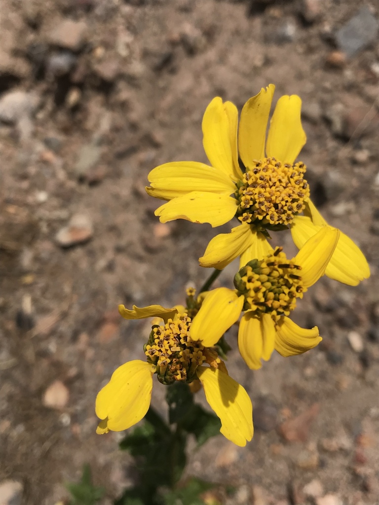 Verbesina dissita (Big-leaved crownbeard), native California subshrub
