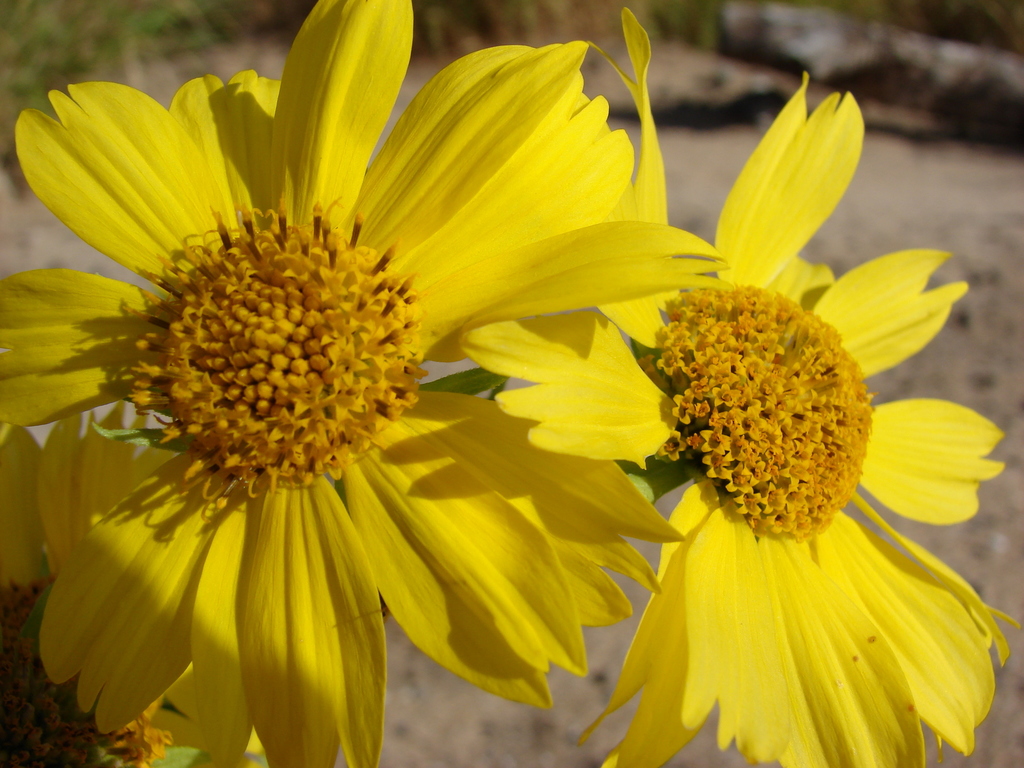 Verbesina sp. (Crownbeard), non-native California perennial